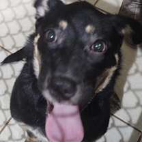 Thumbnail photo of Sheppie #3