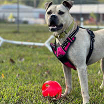 Thumbnail photo of Kala #1