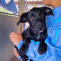 Thumbnail photo of Dora #4