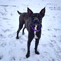 Thumbnail photo of Gracie #1