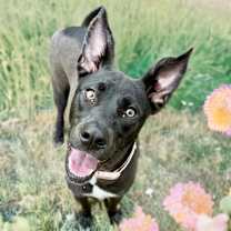 Thumbnail photo of Gracie #3