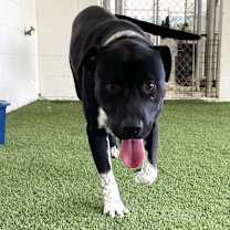 Thumbnail photo of Rowdy #2
