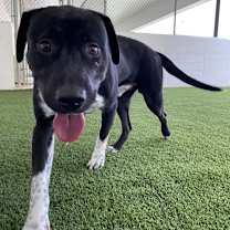 Thumbnail photo of Rowdy #3