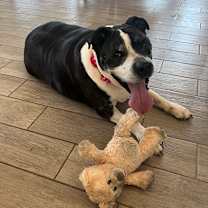 Thumbnail photo of Tori A4807300 #1