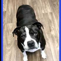 Thumbnail photo of Tori A4807300 #2