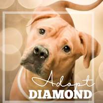 Thumbnail photo of Diamond #2