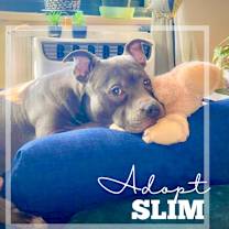 Thumbnail photo of Slim #2
