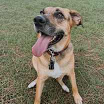 Thumbnail photo of Chia #3