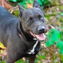 Thumbnail photo of WILLIE #1