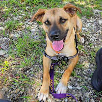 Thumbnail photo of Harper #1