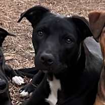 Thumbnail photo of Spade #1