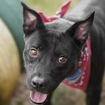 Thumbnail photo of CASSIUS #1