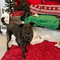 Thumbnail photo of Riley #4