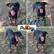 Thumbnail photo of Presley #1