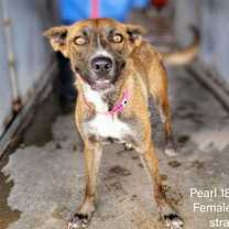 Thumbnail photo of Pearl #2