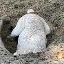 Thumbnail photo of Monty #2