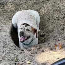 Thumbnail photo of Monty #4
