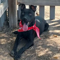 Thumbnail photo of Tangelo #2