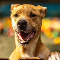 Thumbnail photo of Ma'am (I Need a Foster) #1