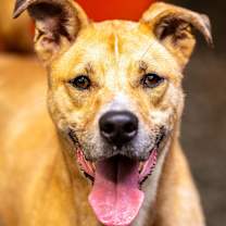 Thumbnail photo of Ma'am (I Need a Foster) #2