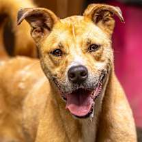 Thumbnail photo of Ma'am (I Need a Foster) #3