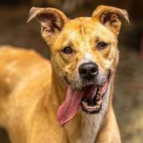Thumbnail photo of Ma'am (I Need a Foster) #4