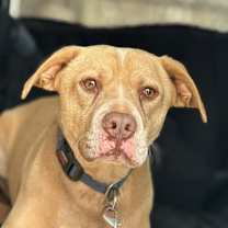 Thumbnail photo of Bodie #1