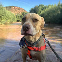 Thumbnail photo of Bodie #3