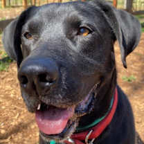 Thumbnail photo of Marvin #3