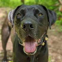 Thumbnail photo of Marvin #4
