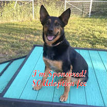 Thumbnail photo of Lola #2