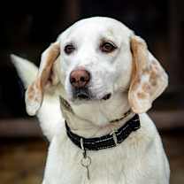 Thumbnail photo of Aspen #1