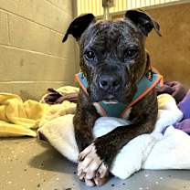 Thumbnail photo of Bruiser #2
