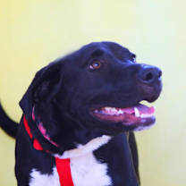 Thumbnail photo of Oreo TW #4