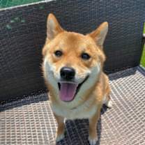 Thumbnail photo of Ari #2