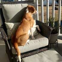 Thumbnail photo of Justine   *A PRIORITY PET* #3