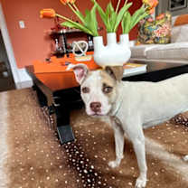 Thumbnail photo of Lightspeed-IN FOSTER #2