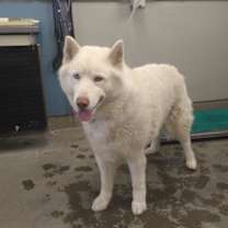 Thumbnail photo of *AXEL #3