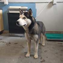 Thumbnail photo of *SITKA #3