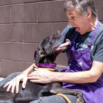 Thumbnail photo of Somchai- IN FOSTER #3