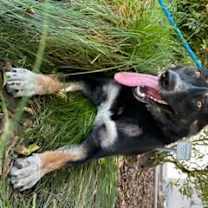 Thumbnail photo of GUNNER #3