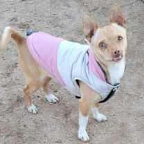 Thumbnail photo of Paco aka Rusty #2