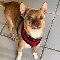 Thumbnail photo of Paco aka Rusty #3