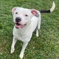 Thumbnail photo of Dozer #2