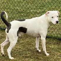 Thumbnail photo of Dozer #3