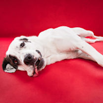 Thumbnail photo of Mia #2