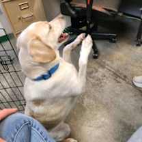 Thumbnail photo of Angus #2