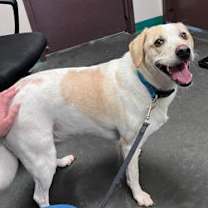 Thumbnail photo of Angus #3