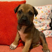 Thumbnail photo of Edsel #2