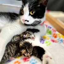 Thumbnail photo of *Foster Homes Needed* #2